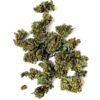 Orange Tree uk