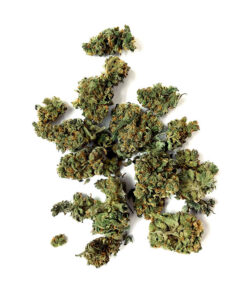 Orange Tree uk